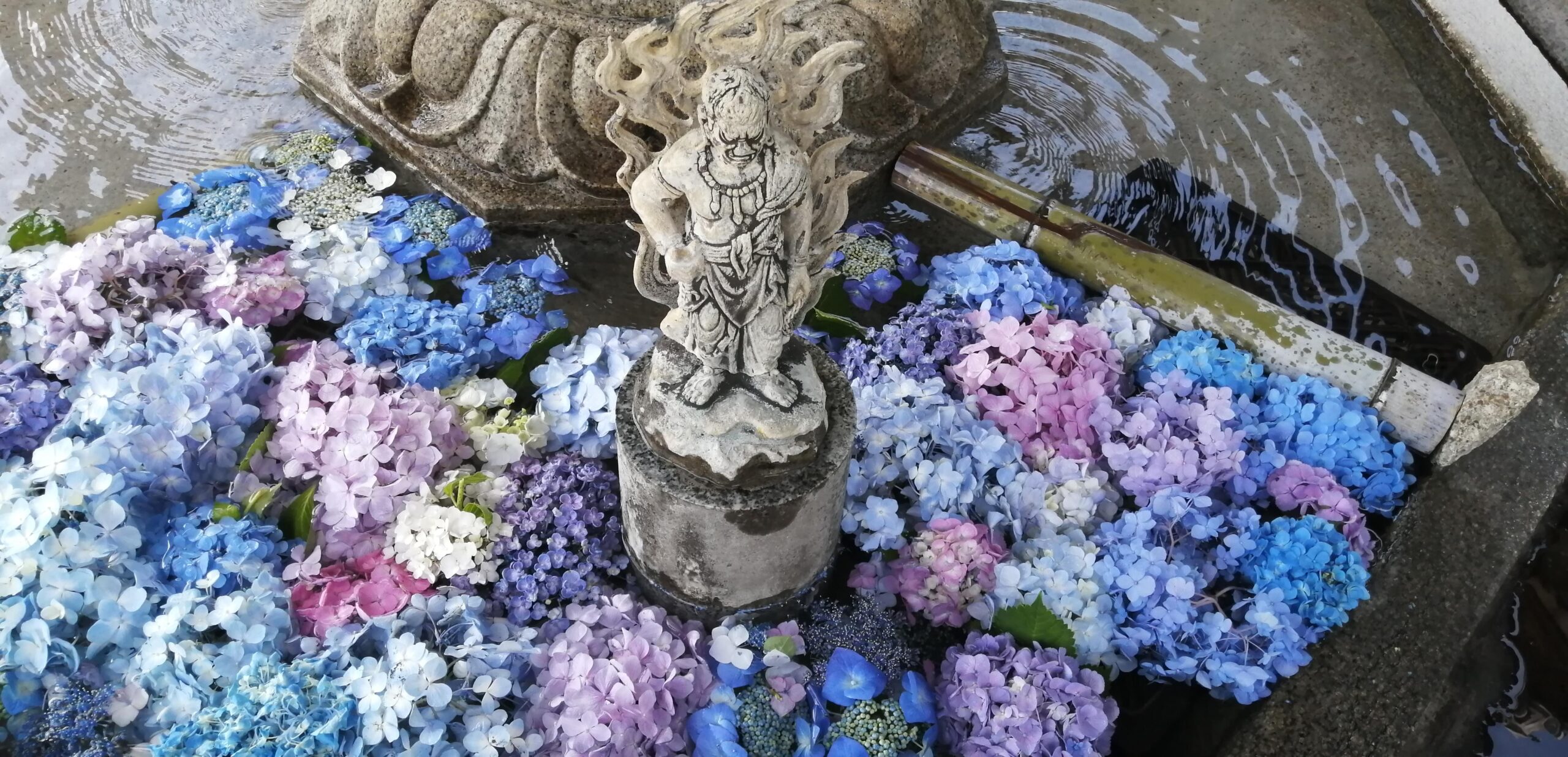 Boshu, si formano le spighe e la stagione delle piogge.